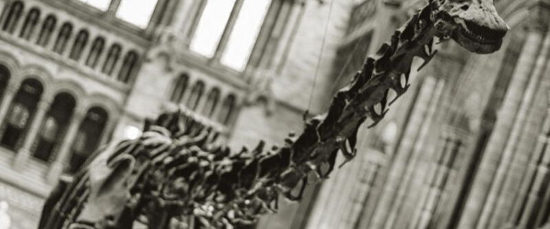 Gifted Fundraising Consultancy - Dippy Gifted Fundraising Consultancy - Dippy